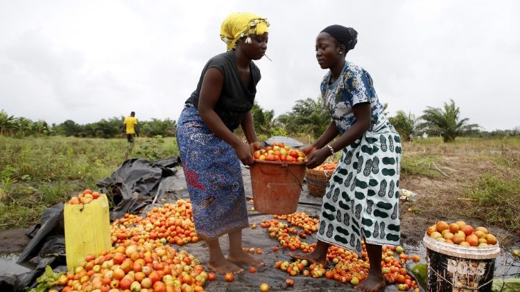 Women in Ivory Coast harvest tomatoes
