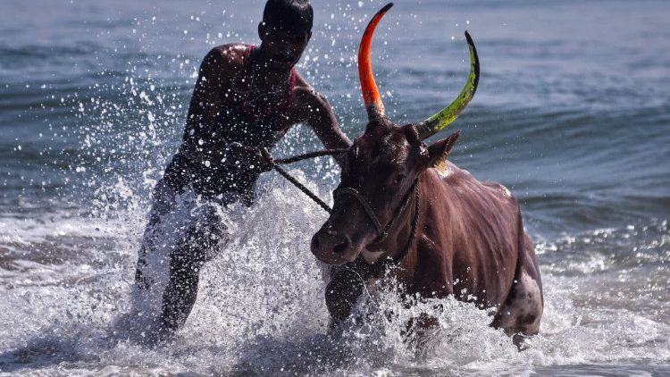 Ein Inder reinigt seine Kuh im Meer während des „Mattu Pongal"-Fests am 16. Januar 2023