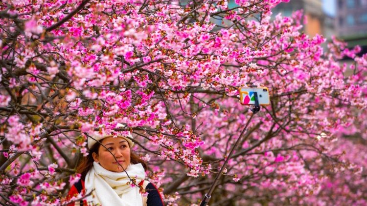 Kirschblüten in Taipei