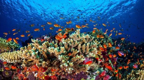 Eine wichtige Ressource und ein bunter Lebensraum: Die Ozeane