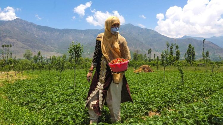 Strawberry harvesting in Kashmir, India
