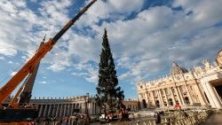 वाटिकन में क्रिसमस ट्री