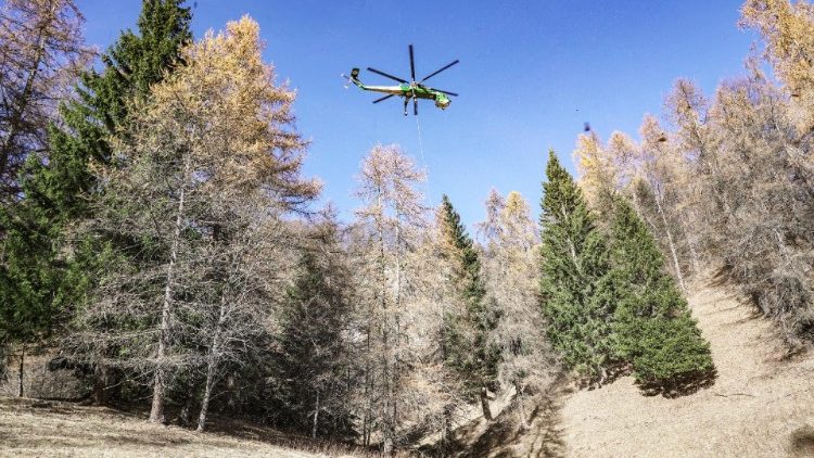 Helikopterrel szállították el az erdőből