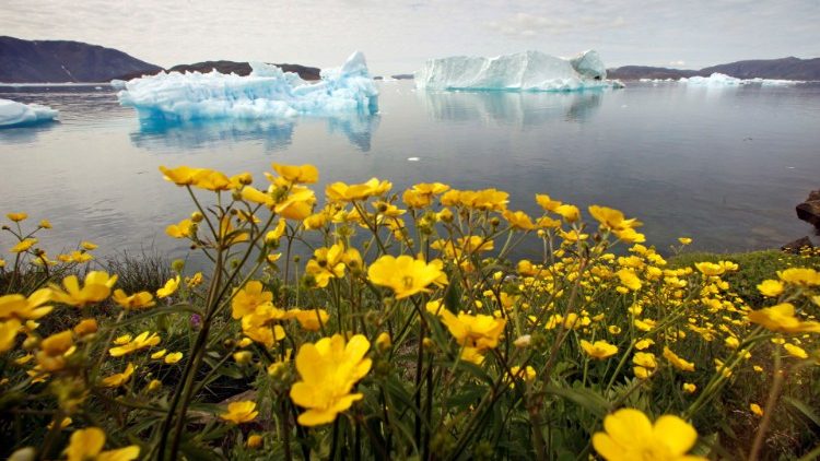 Wildflowers on a hill overlooking a fjord filled with icebergs in Greenland