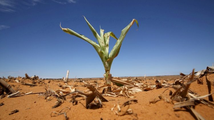 maize dies on the plant in South Africa's drought-stricken Free State Province
