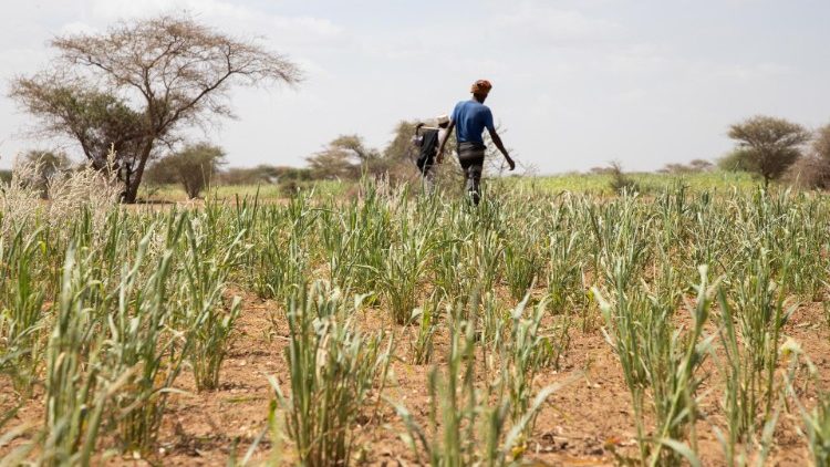 War, the pandemic and climate change are compounding food insecurity in many African countries