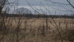 Der sogenannte rote Wald in der Nähe von Tschernobyl
