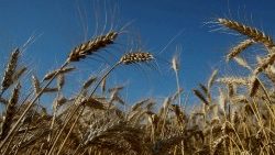 Actuellement, 20 millions de tonnes de blé sont bloquées en Ukraine, pays qui, avec la Russie, fournit jusqu’à un tiers des exportations mondiales de céréales.