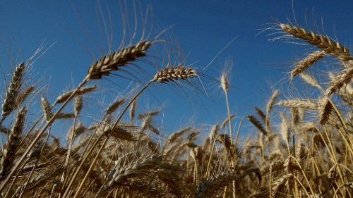  Le Pape s’élève contre le blocage des exportations du blé d’Ukraine