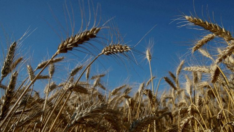 Actuellement, 20 millions de tonnes de blé sont bloquées en Ukraine, pays qui, avec la Russie, fournit jusqu’à un tiers des exportations mondiales de céréales.