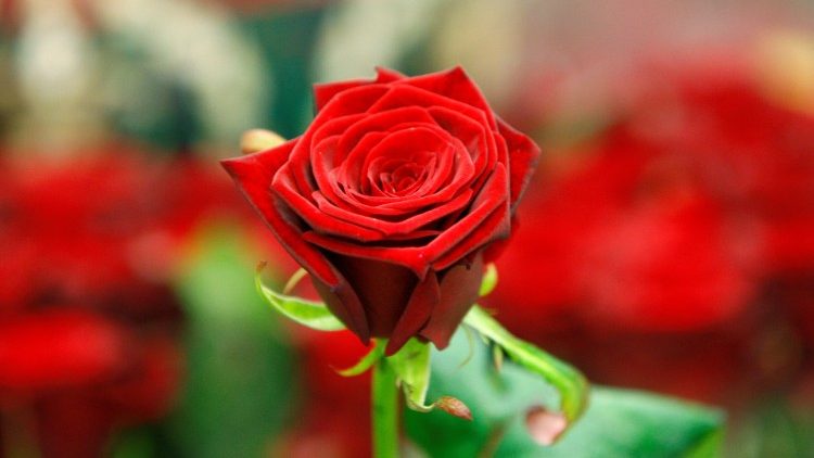 File: A red rose seen on Valentine's Day.