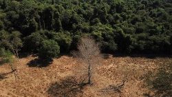Wissenschaftler der staatlichen Universität von Mato Grosso identifizieren Anzeichen des Klimawandels an der Grenze zwischen Amazonien und Cerrado