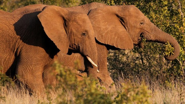 Una coppia di elefanti in Sud Africa