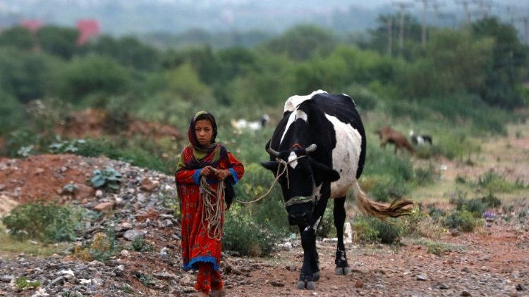 Pakistan: ein Mädchen hütet die Familienkuh, aufgenommen bei Islamabad