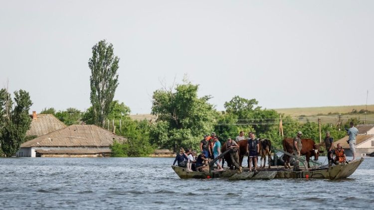 Residents evacuate their cows on a barge from the village of Afanasiivka