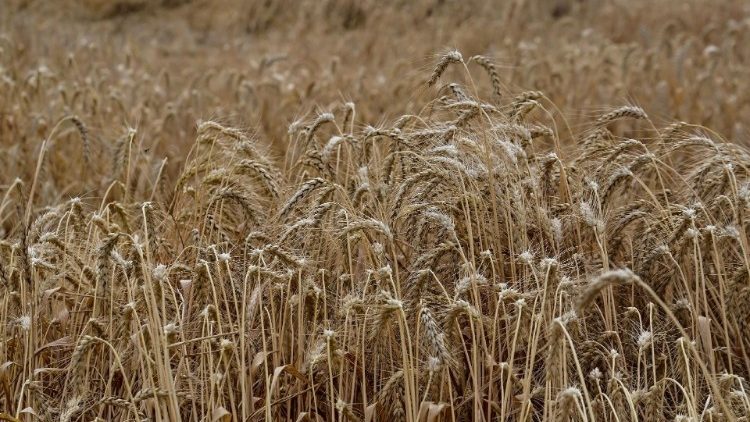 Getreidefelder in Saporischschja