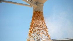 كاريتاس إيطاليا تعرب عن قلقها حيال القرار الروسي المتعلق بوقف العمل باتفاقية تصدير القمح