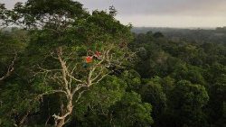 Der Regenwald im Amazonasgebiet