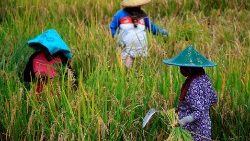 लुमाजंग में धान के खेत में फसल काटते हुए किसान