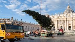 Julgranen anländer till Petersplatsen