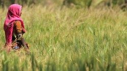 Plantação de trigo na Índia