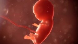 Foto eines Embryos im Mutterleib 