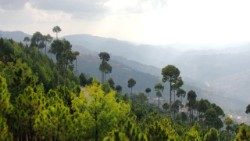 2019.03.28 foresta in Pakistan, alberi, ambiente, natura, salvaguardia pianeta
