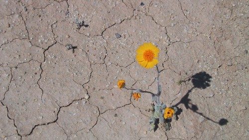 2019.04.07 siccità, fiore nel deserto, speranza