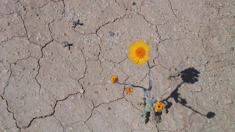 cvijet u pustinji, nada