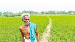  Agricultor en el estado de Tamil Nadu, en India. Foto de archivo