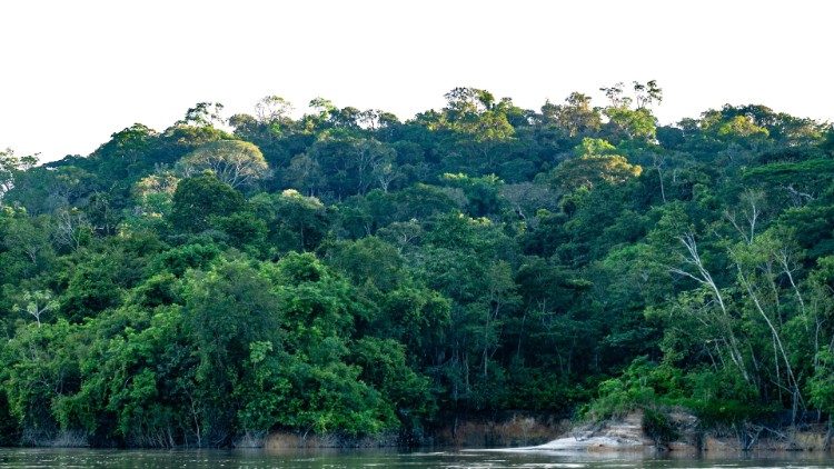 Tropska kišna šuma u Amazoniji