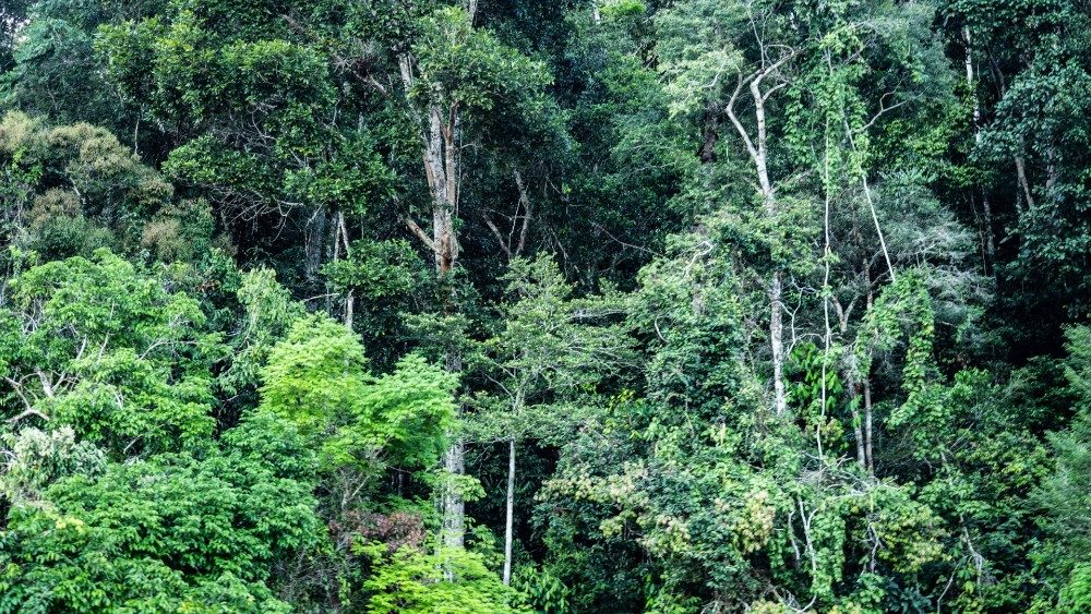 2019.08.09 foresta pluviale Amazzonia
