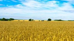 Plantação de trigo com as cores que recordam a bandeira da Ucrânia