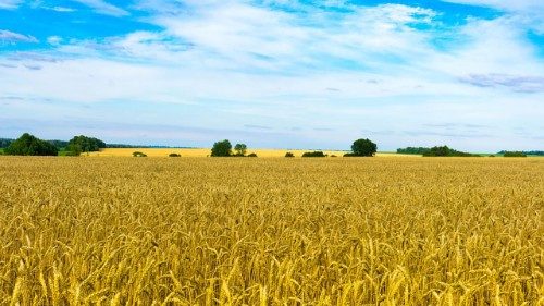 Guerra in Ucraina, la Russia valuta il ritiro dall'accordo sul grano