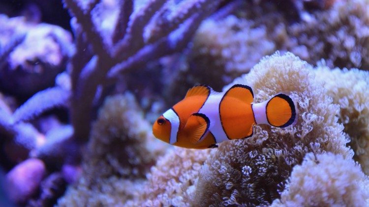Protección de los océanos. Barrera de coral