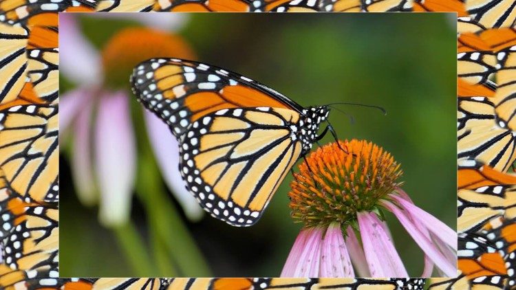 2019.11.11 Farfalla Monarch Insetti