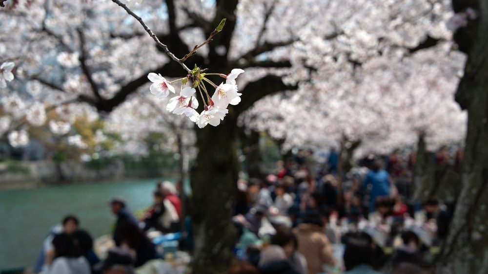 People enjoy Hanami picnic, traditional picnic under the blossoming cherry trees (sakura) in Hiroshima Peace Memorial Park