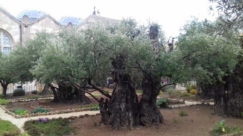 Olīvu dārzs Jeruzalemē