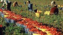 Migrant workers collecting tomatoes in Reggio Calabria, Italy