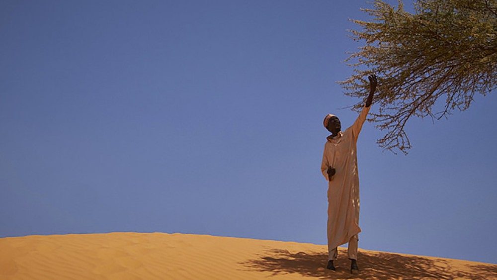 2020.05.22 Laudato si: Un uomo nella repubblica del Niger raccoglie foglie da un albero