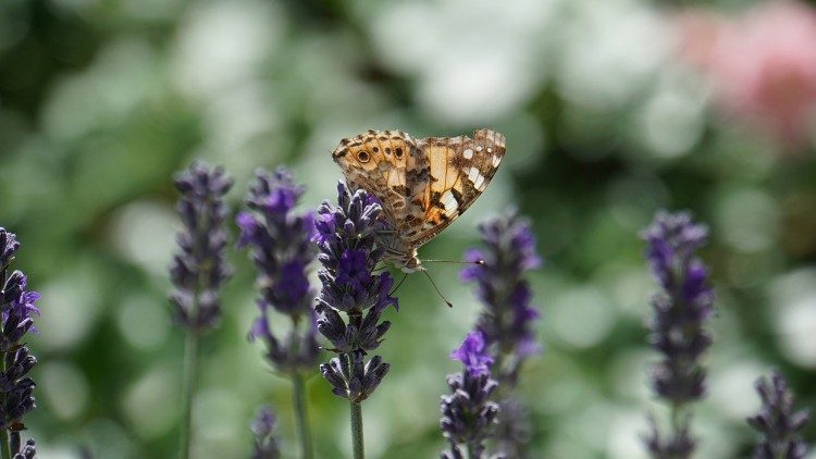 Biodiversity protects our common home