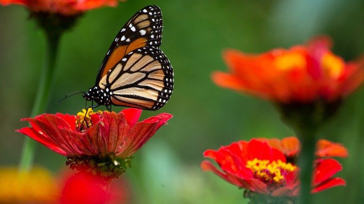 2021.05.21 Biodiversità: un mondo di creature dalle forme di vita più piccole a quelle più grandi, farfalla e fiori 