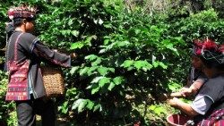 Récolte du café dans les villages de montagne. 