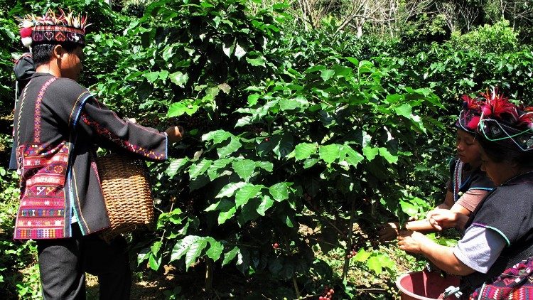 Recolección de café en los pueblos de la montaña