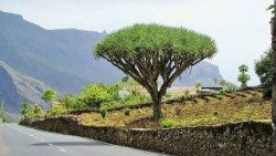 Dragoeiro -arbusto símbolo da ilha de São Nicolau