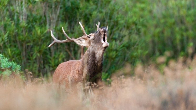 A stag from one of the native deer species once facing extinction