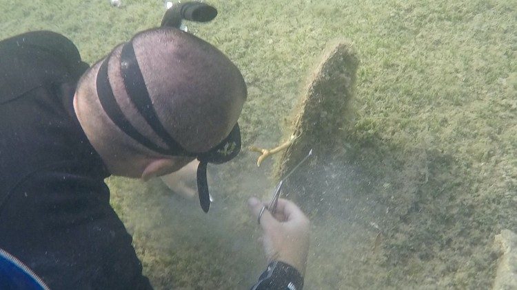 A diver working to save one of the few remaining Pinna