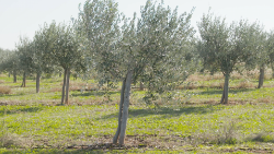 Olivenbäume im Libanon: Wie auch sie braucht der Friede viel Pflege und Zeit, um reiche Frucht zu bringen