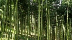 Un bosque de bambú gigante