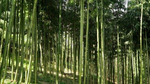 Un bosque de bambú gigante